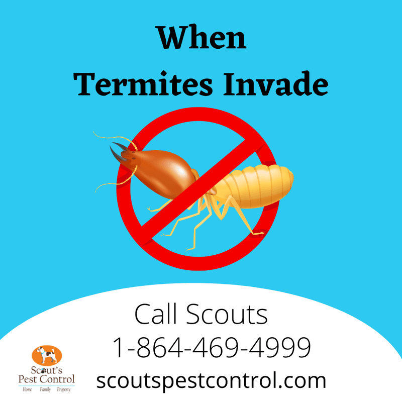 termite invasion