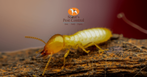 Why Your Crawl Space Could Attract Termites
