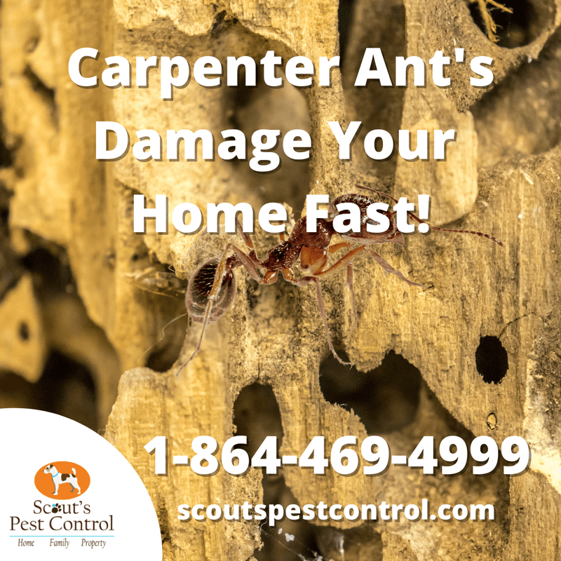 the top wood damaging pests in your crawl space