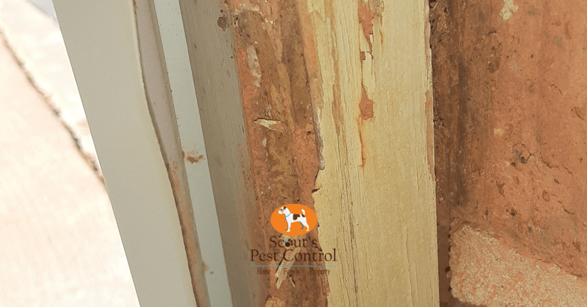 The Top Wood Damaging Pests In Your Crawl Space