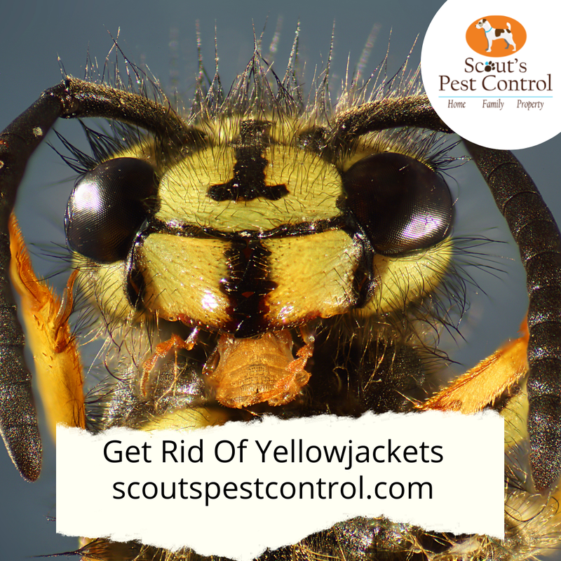 Yellow Jacket Sting How Dangerous Are Yellow Jackets