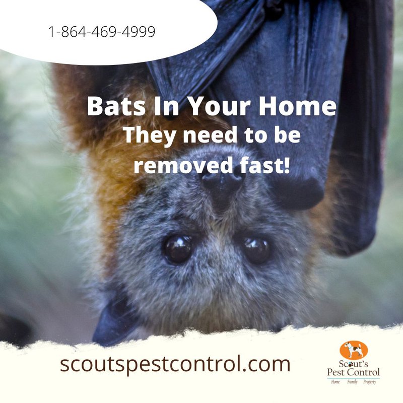 dangers of bats in your home
