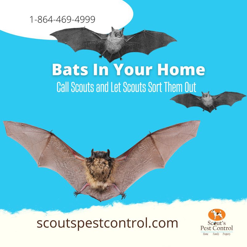 dangers of bats in your home