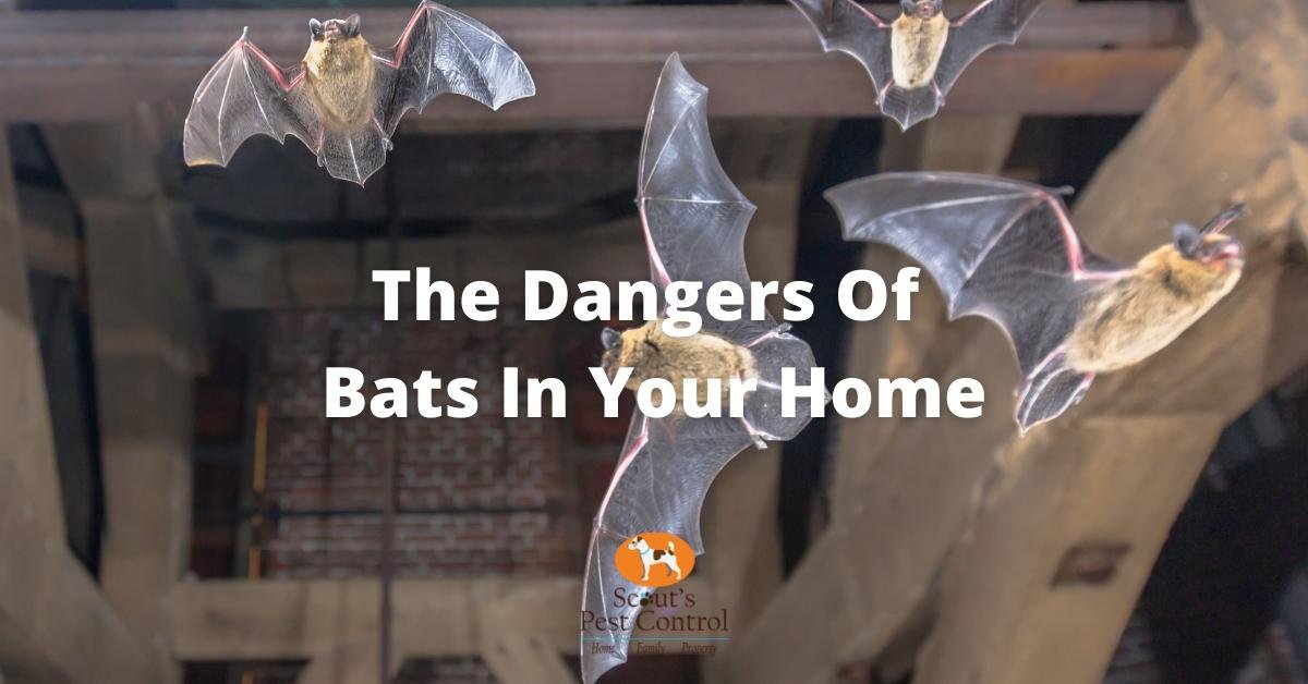 Dangers of Bats in your Home cover
