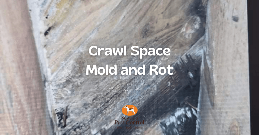 Mold In The Crawl Space And Its Dangers To your Home and Health cover