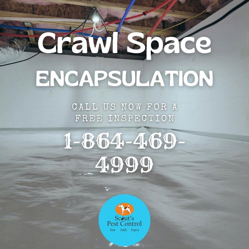mold in the crawl space - crawl space encapsulation
