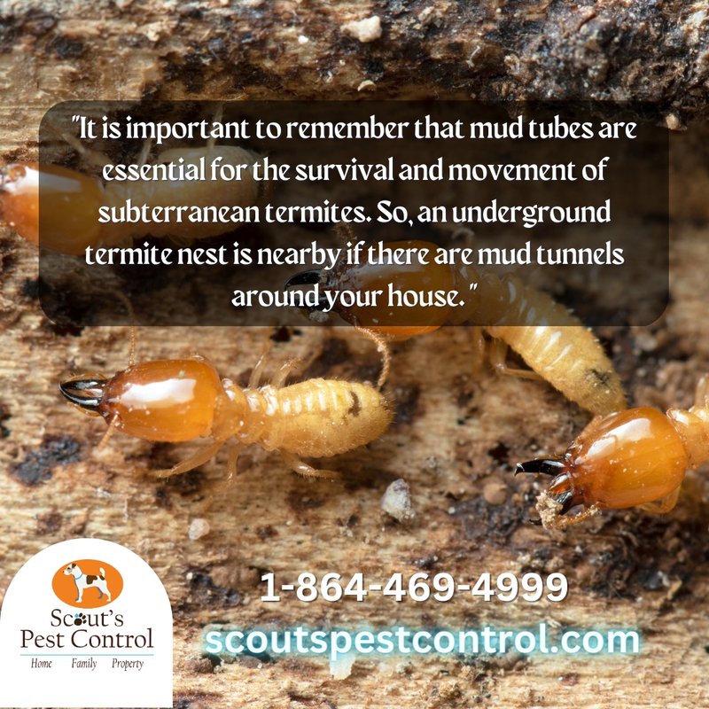 how to identify subterranean termites