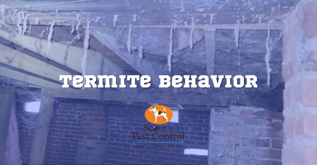 subterranean termite behavior cover