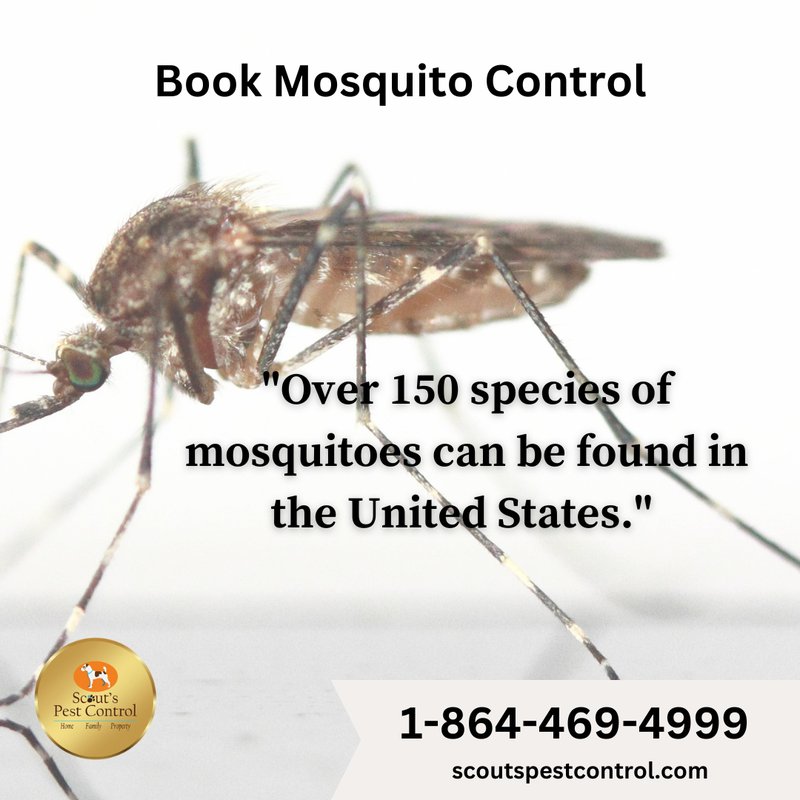 backyard mosquito control