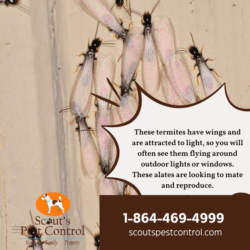 Termite Swarming Season 3 termite swarming season