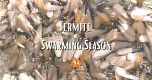 Termite Swarming Season cover