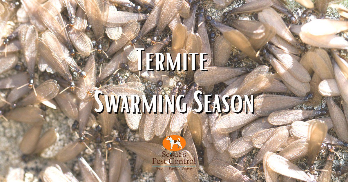 Termite Swarming Season 8064