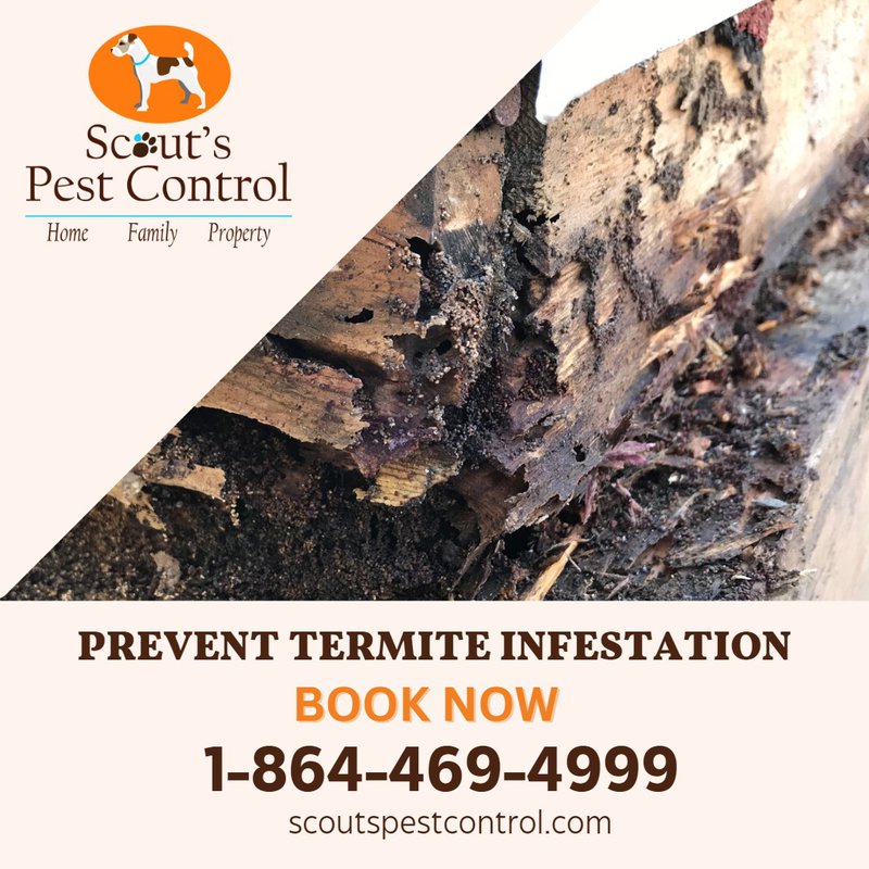 termite swarming season