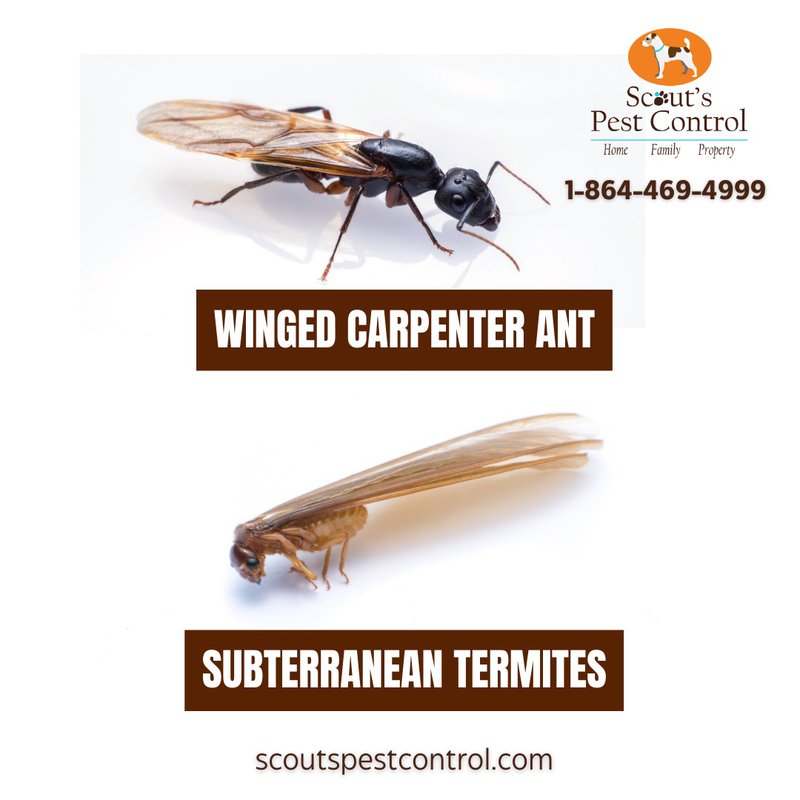 winged carpenter ants vs. winged subterranean termites: an in-depth look at common misidentifications