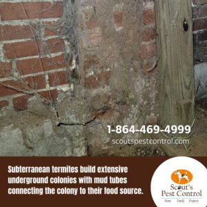 termite mud tubes