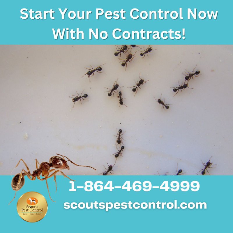 ant control program