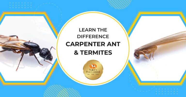 Winged Carpenter Ants vs. Winged Subterranean Termites: An In-Depth Look at Common Misidentifications cover