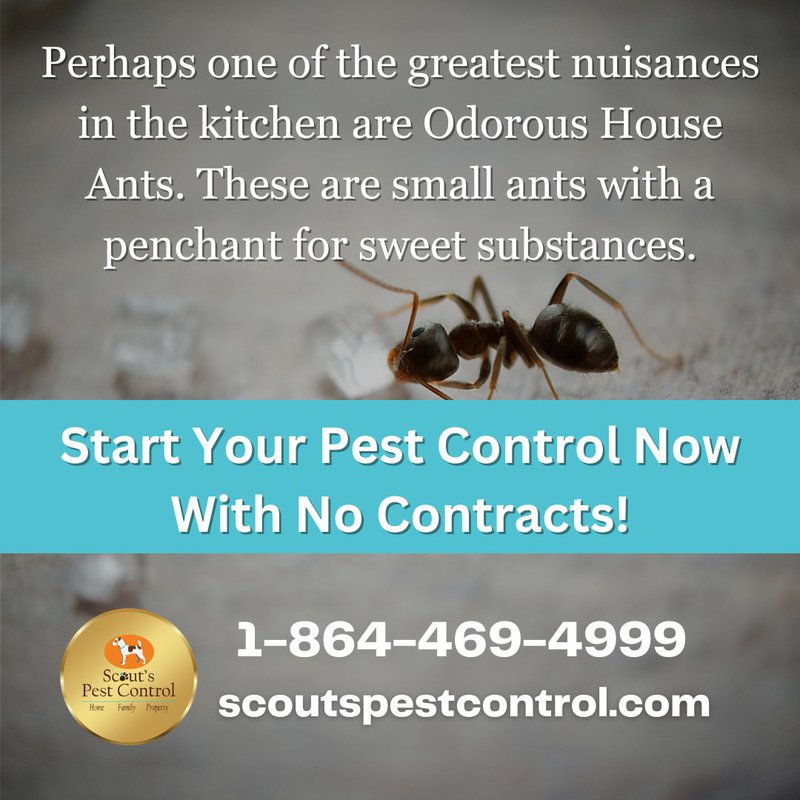 why ant control is important