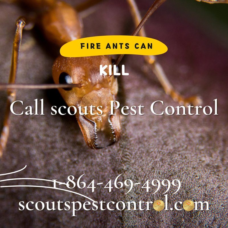 fire ant infestations