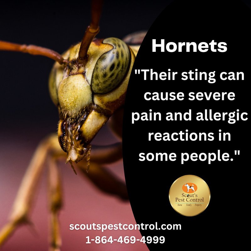 stinging pests - hornets