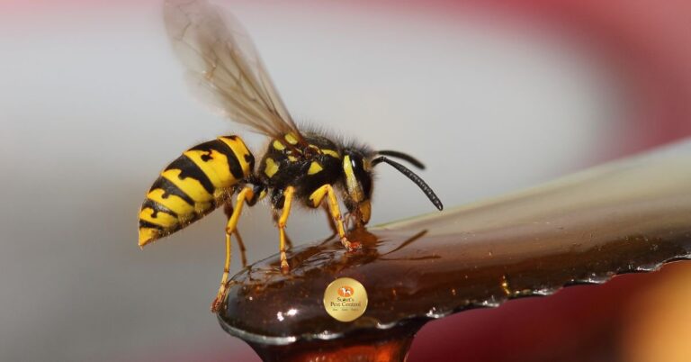 Stinging Pests in South Carolina - Winning The Battle! cover