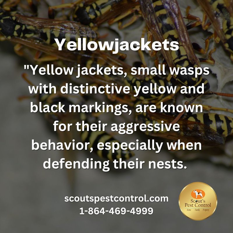 stinging pests - yellow jackets
