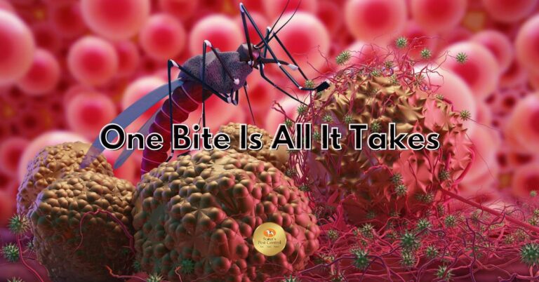 mosquito infestations