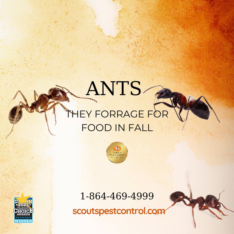 fall pests in south carolina: your guide to a pest-free home