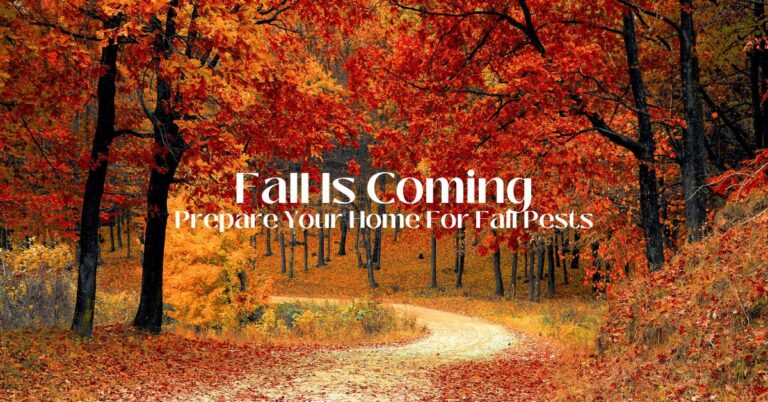 Fall Pests in South Carolina: Your Guide to a Pest-Free Home cover