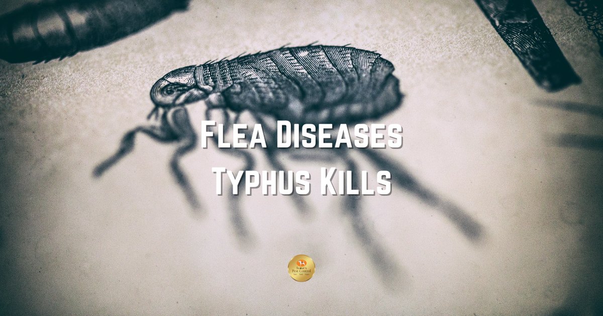 flea diseases