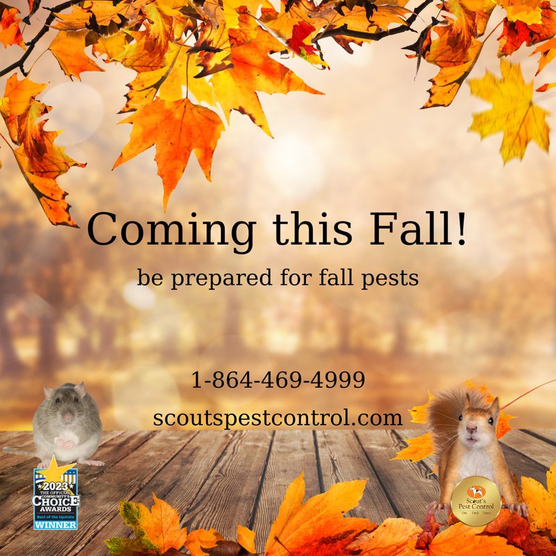 fall pests - rodents