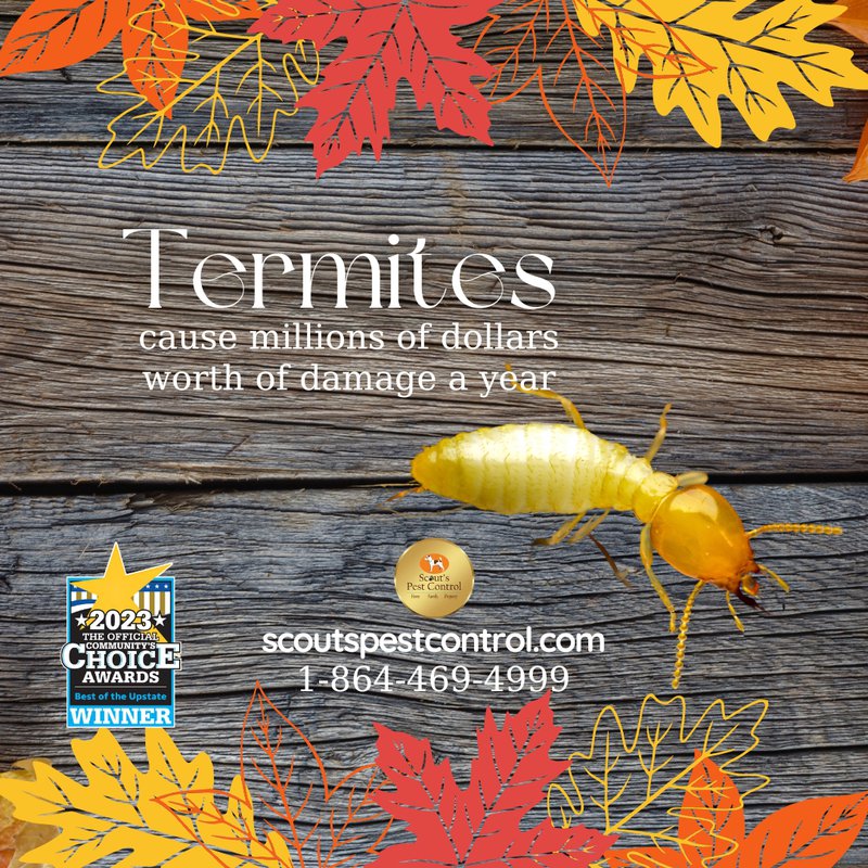 fall pests - termites