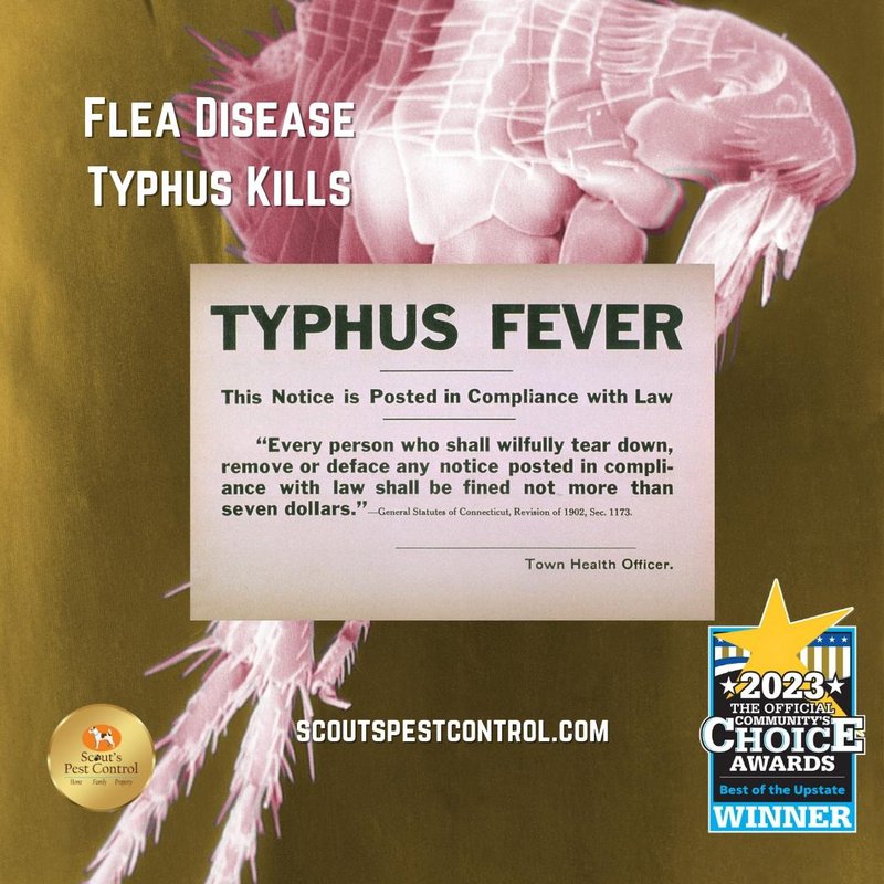 flea diseases - typhus