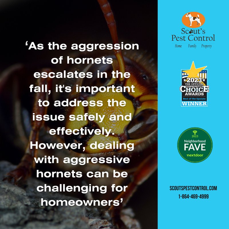 understanding aggressive hornets in the fall: why they turn aggressive