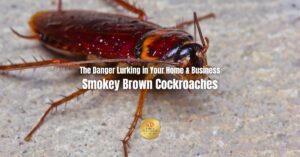smokey brown cockroaches