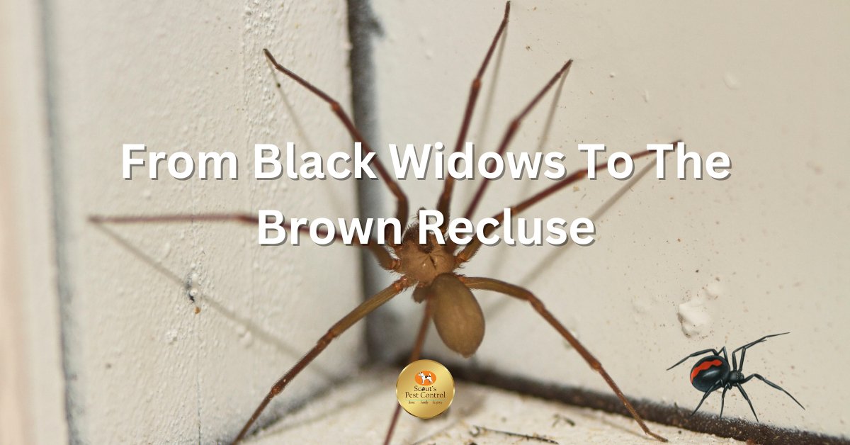 Black Widow Spider Identification & Behavior