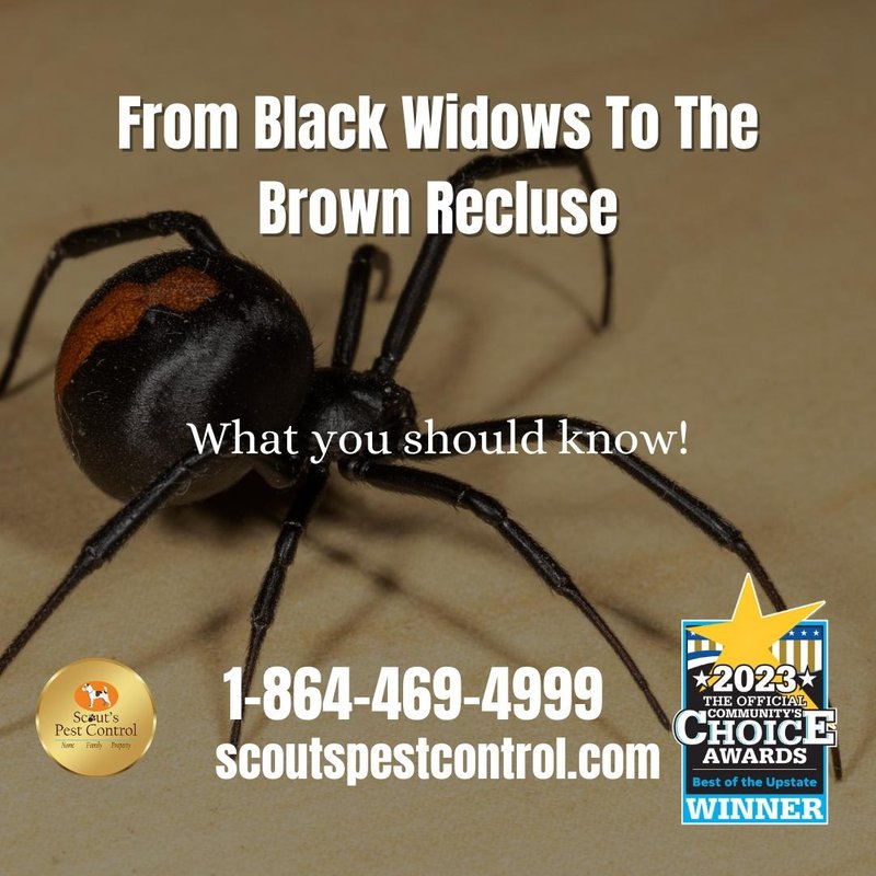 Spiders are relatively harmless despite their scary appearance. They have  adapted to live in nearly every single habitat and are …