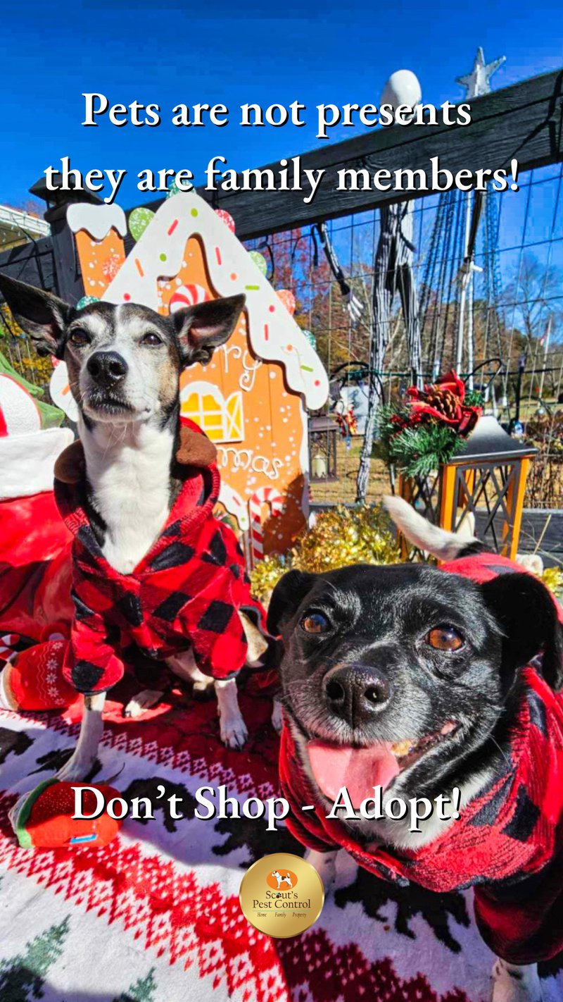 come and witness the extraordinary scouts pest control christmas lights show! - scouts news