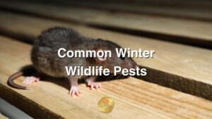 Common Winter Pests And How To Prevent Them From Invading Your Home cover