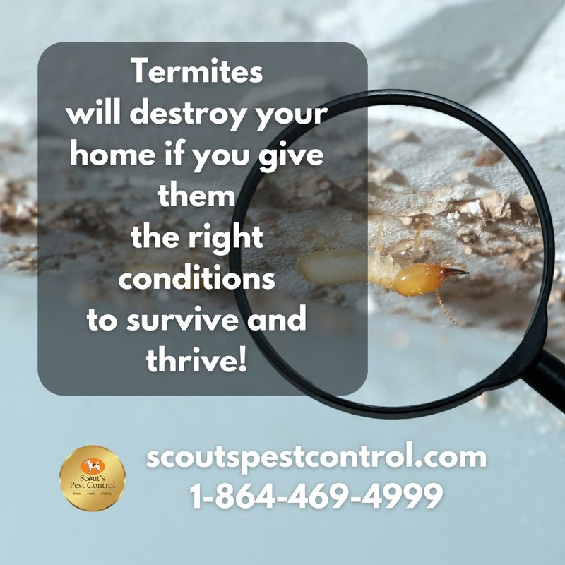 crawl space pests - termites