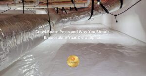 crawl space pests
