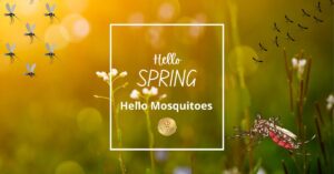 spring mosquito control