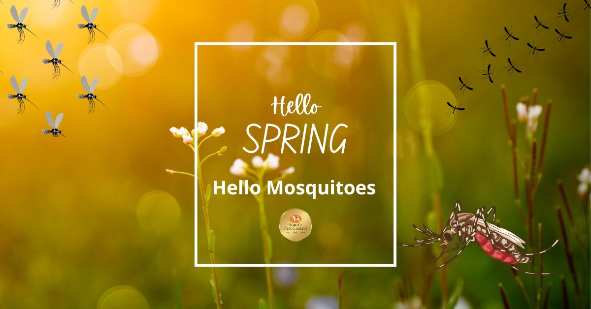 spring mosquito control