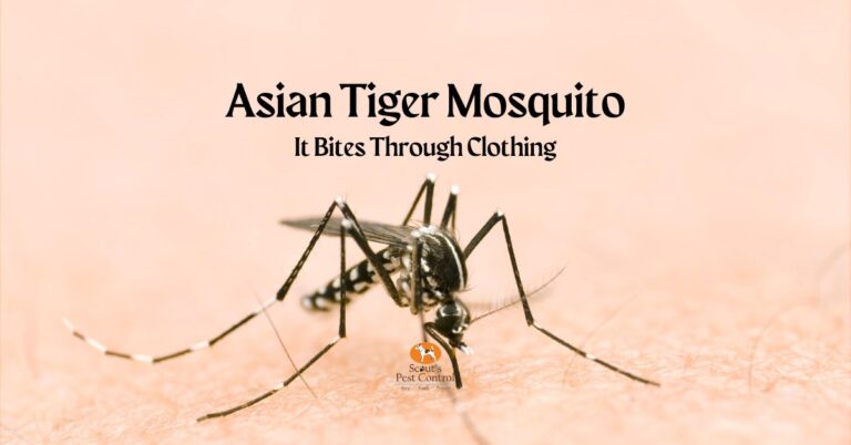 asian tiger mosquito