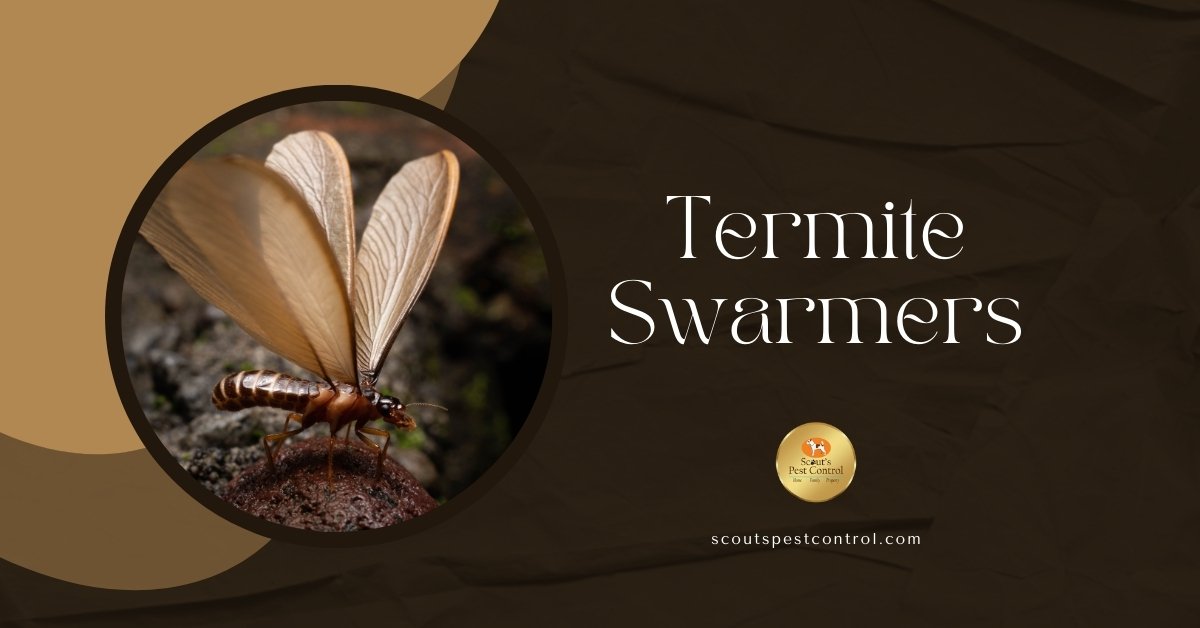 termite swarmers