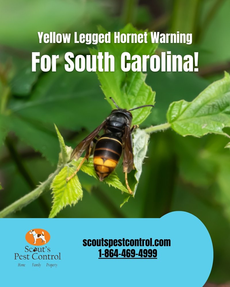beware of invasive hornets found in south carolina - hornets