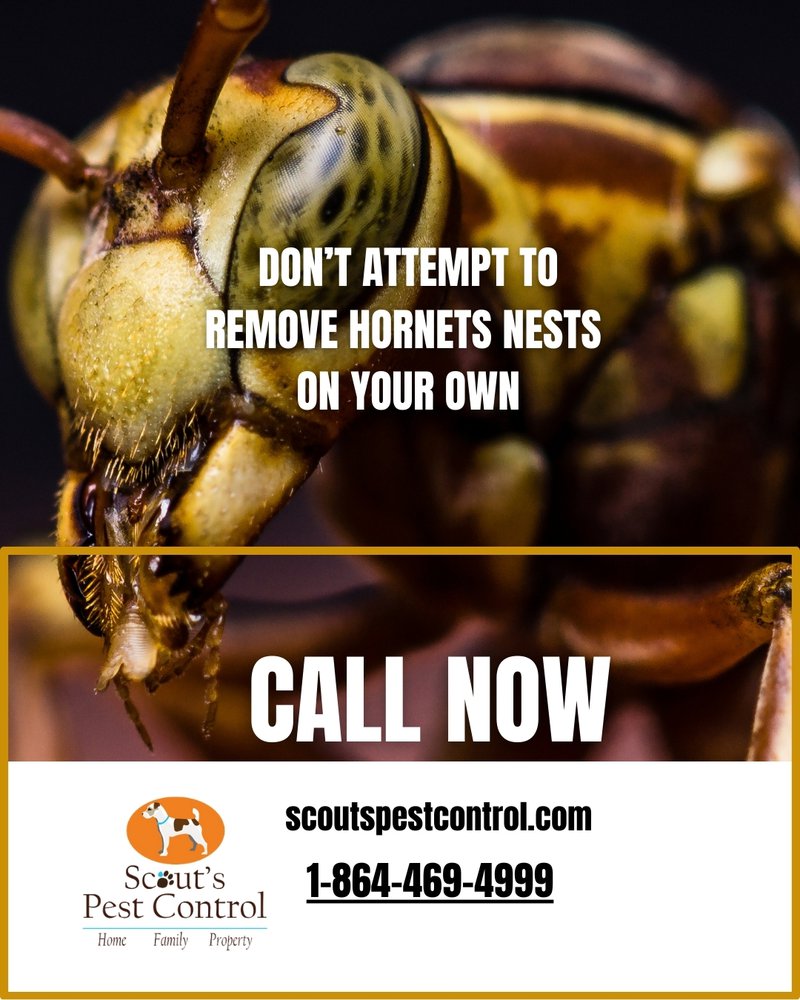 beware of invasive hornets found in south carolina - hornets