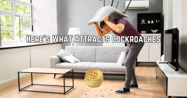 here's what attracts cockroaches