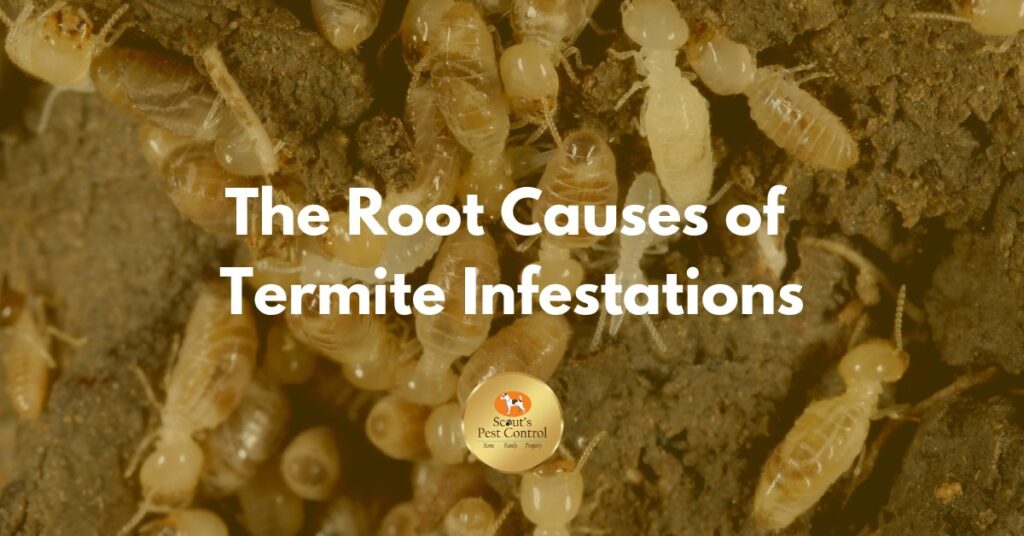 causes of termite infestations