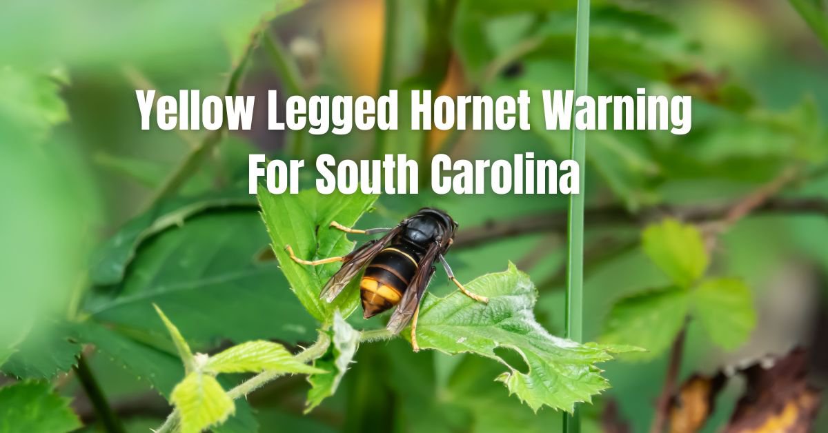 Beware of Invasive Hornets Found in South Carolina cover